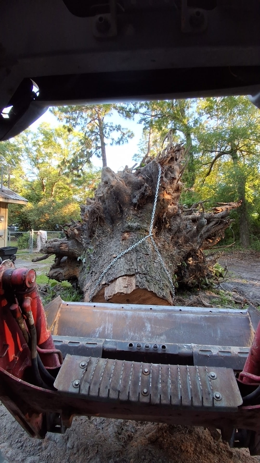 Tree Work