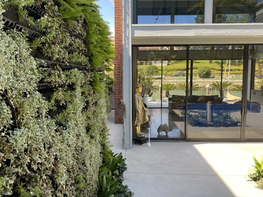Established Harbor Island Newport Beach living wall and courtyard planting