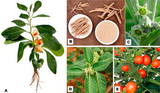 Ashwagandha