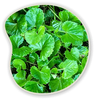 Gotu Kola
