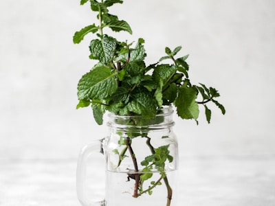 Peppermint Natural Freshness