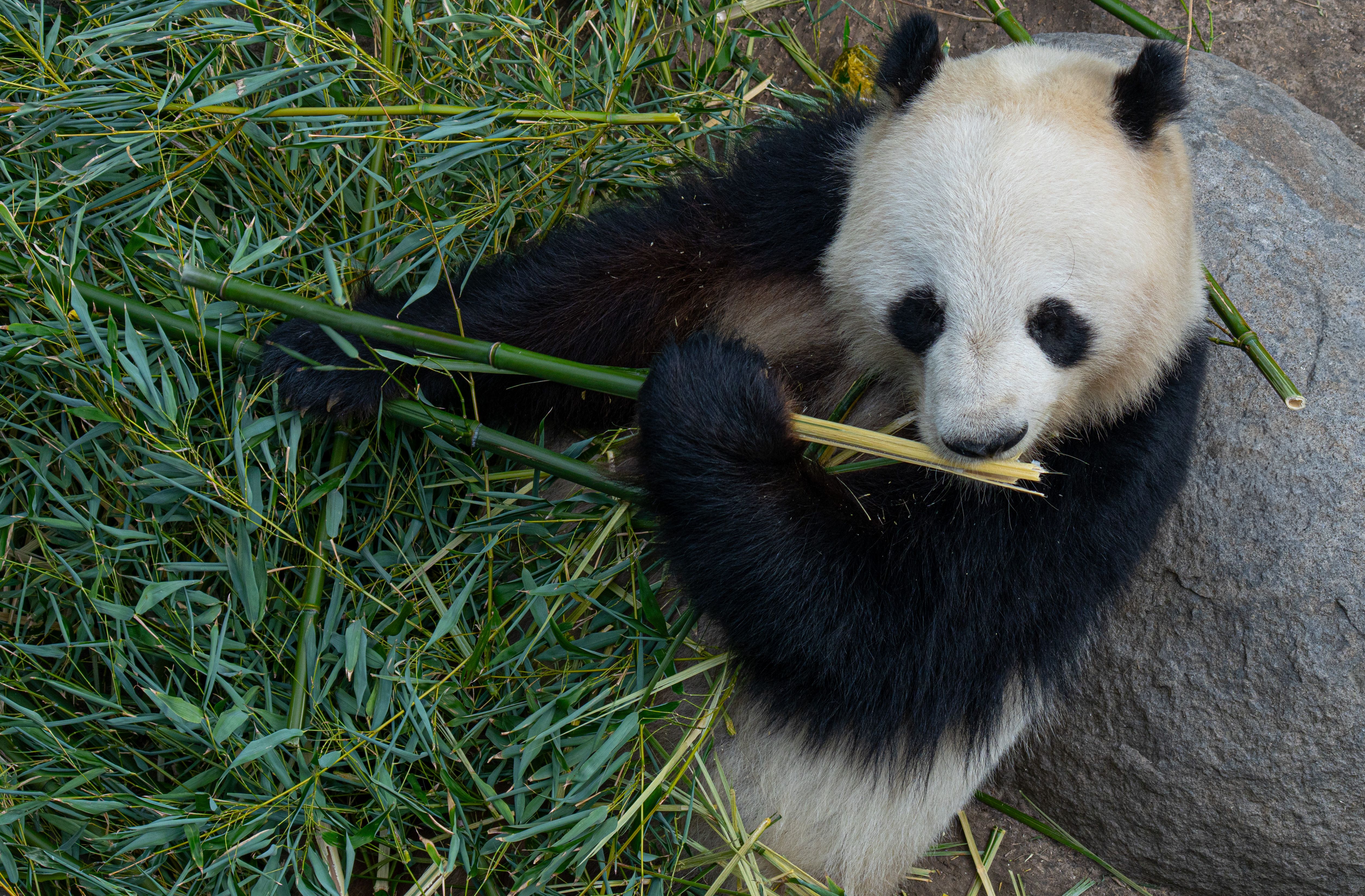 En Chengdu conocimos de cerca a uno de los grandes símbolos de China.