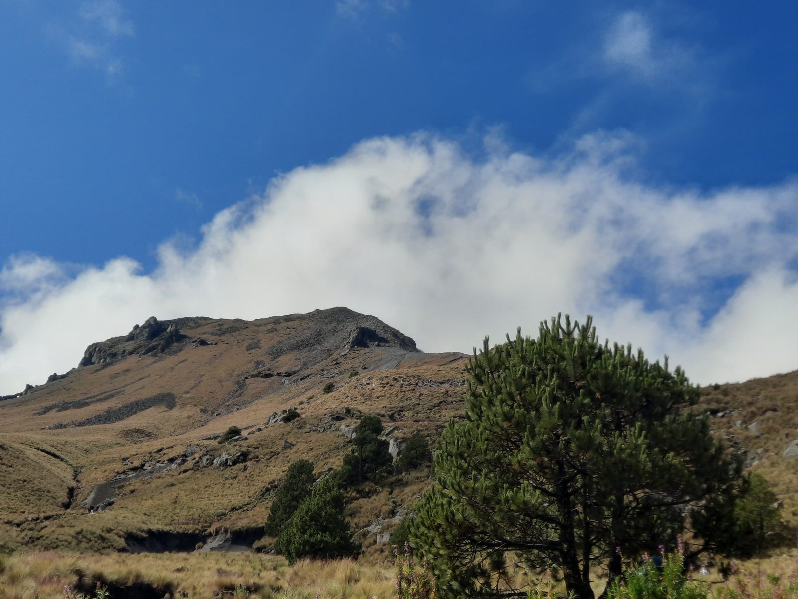 The grassy summit ridge of La Malinche above pine trees, with clouds over the top