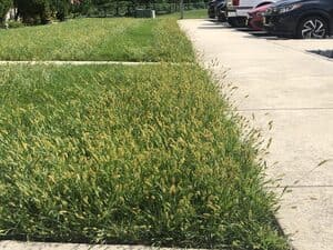 {{ custom_values.service_1 }} in {{custom_values.area_1})