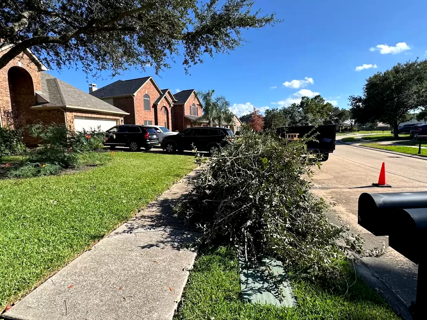 Cut branches and brush beside a driveway