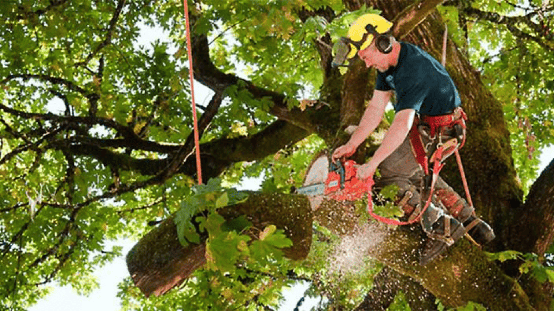 Tree Trimming & Pruning
