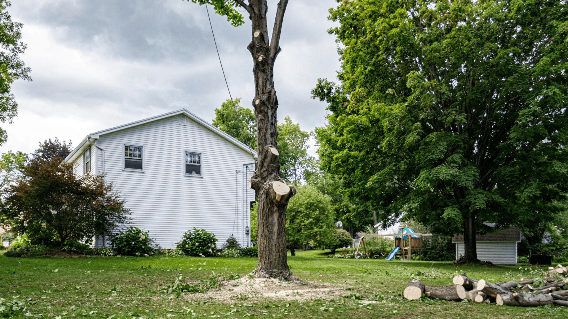Tree Removal Services