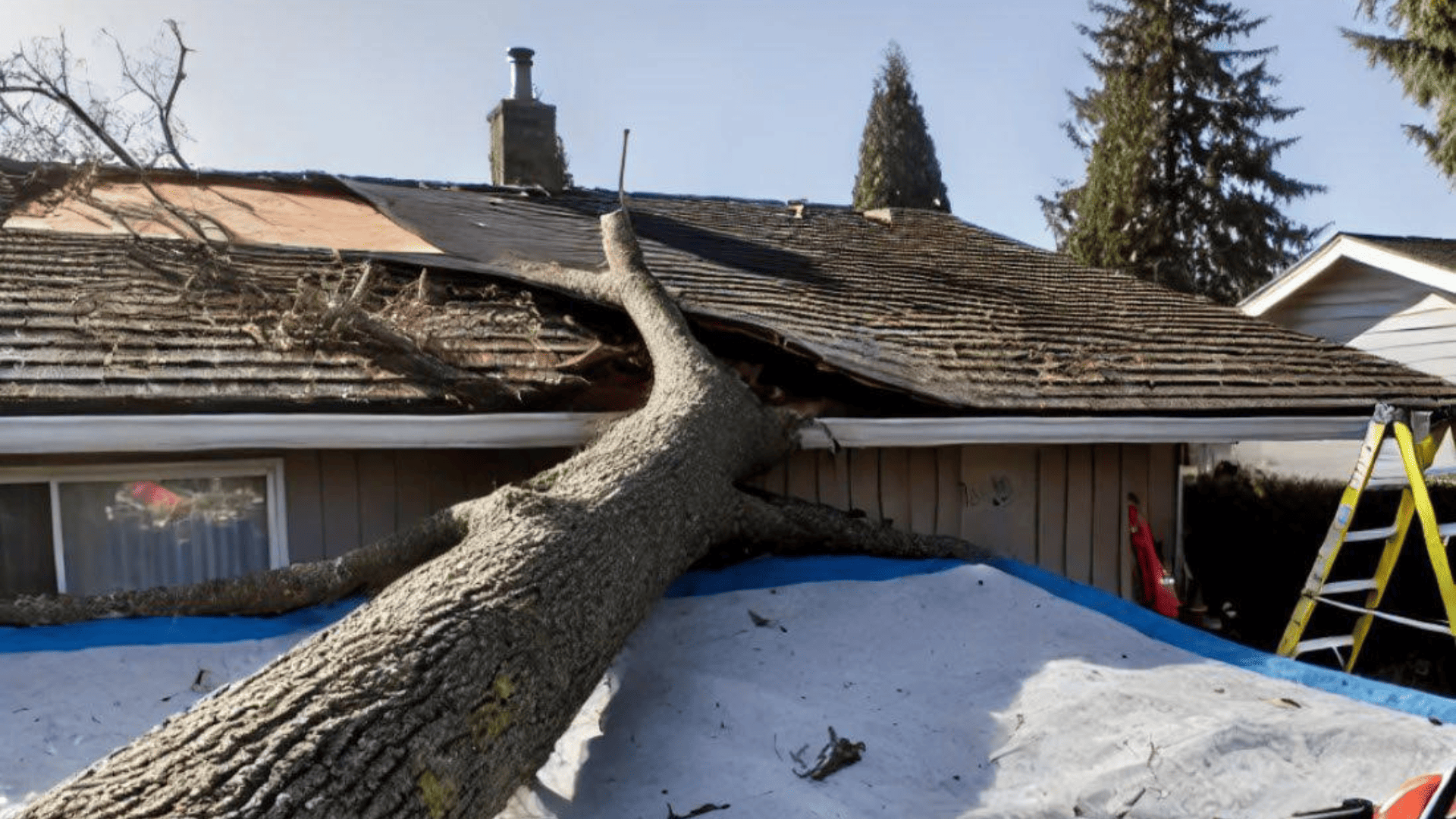 Emergency Tree Service 24/7