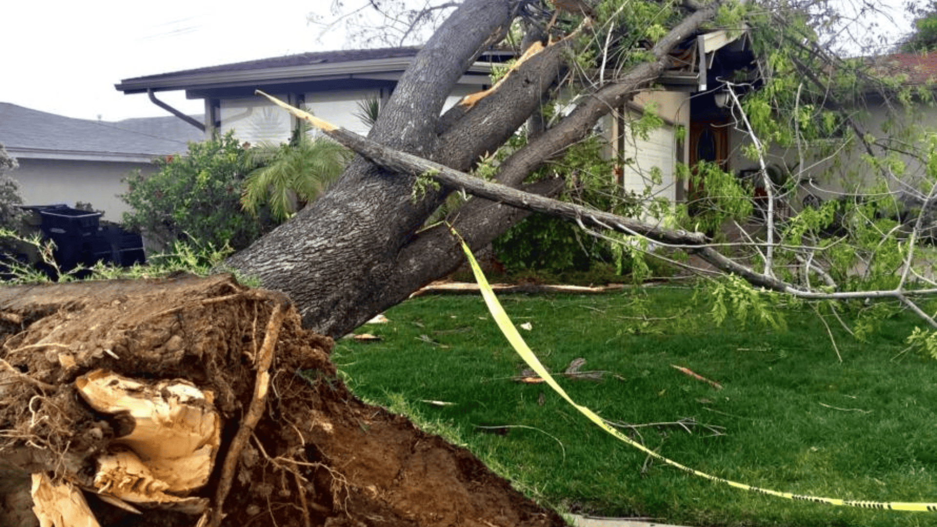 Storm Damage Tree Cleanup