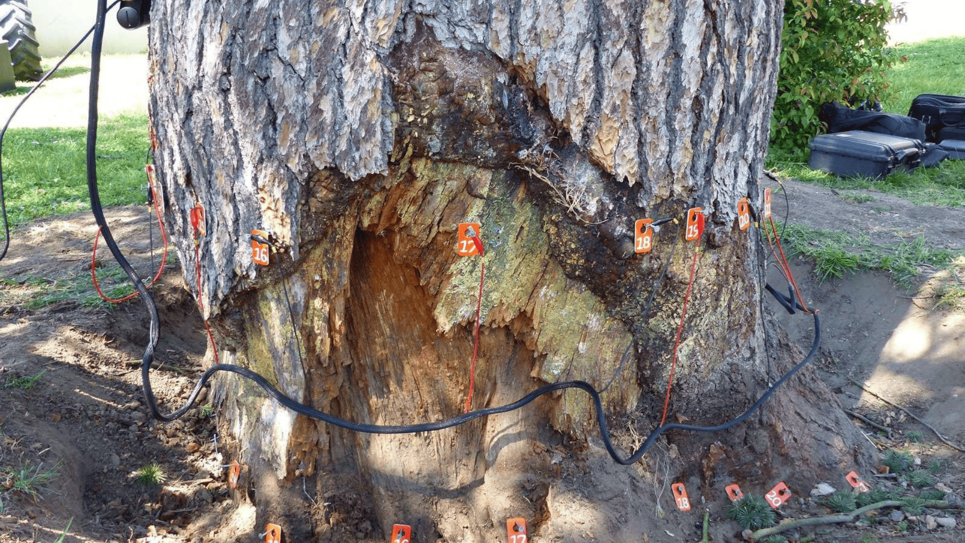 Tree Inspection & Assessment
