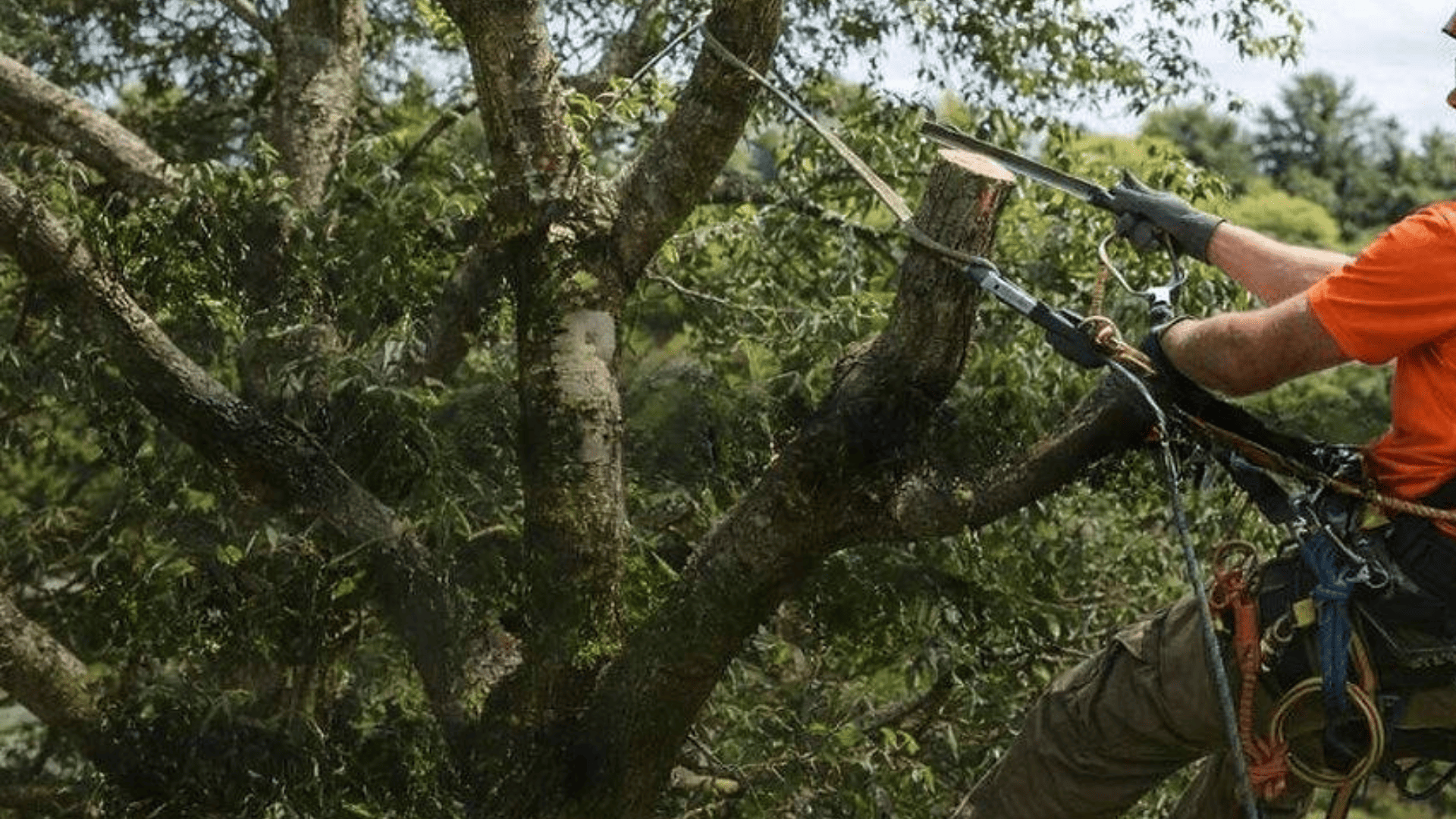 Crown Reduction & Tree Maintenance