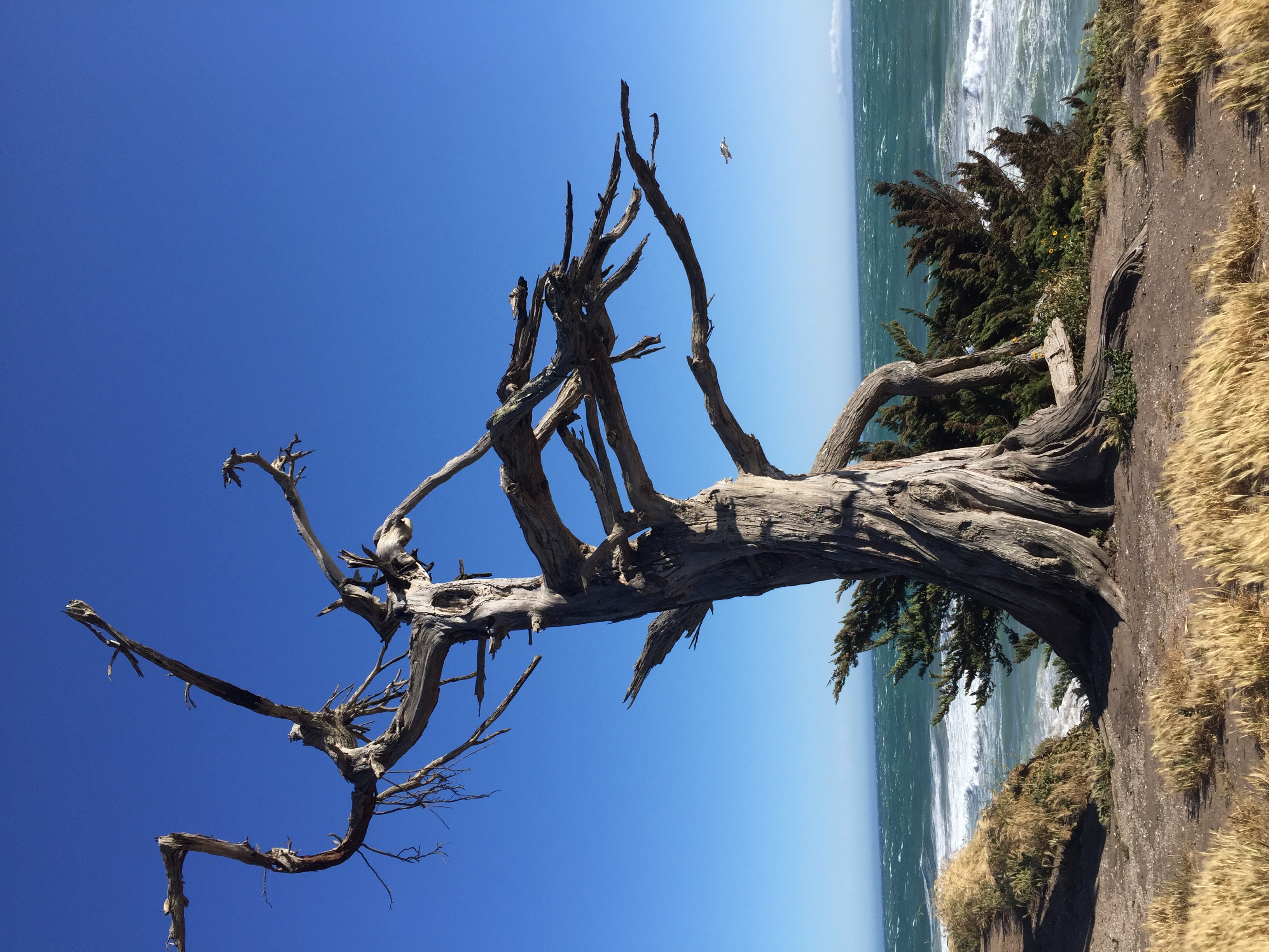 Tree dead with branches by a coastline