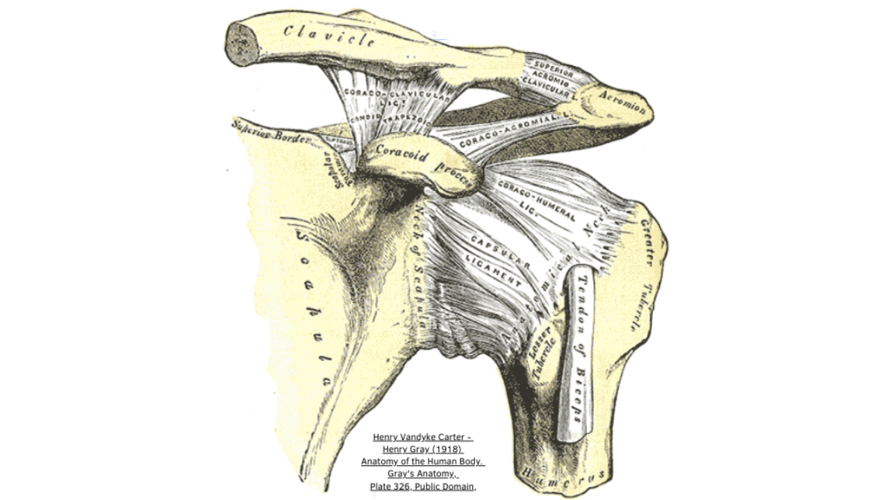 Henry Van Dyke Carter Henry Gray shoulder joint drawing