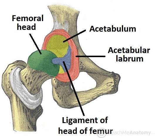 Colour image head of femur at joint with acetabulum