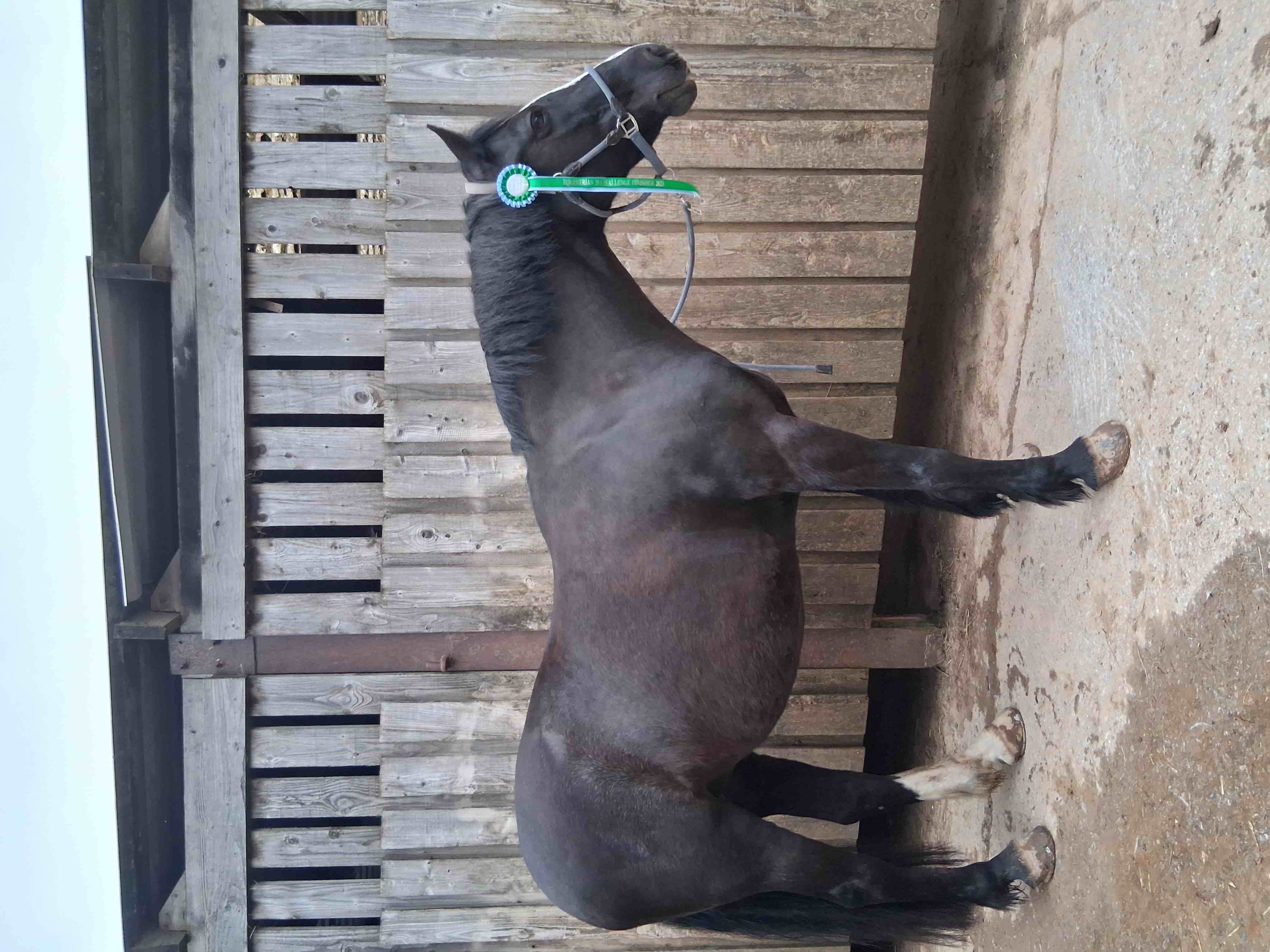 Nellie, Irish Cob x Dutch Warmblood
