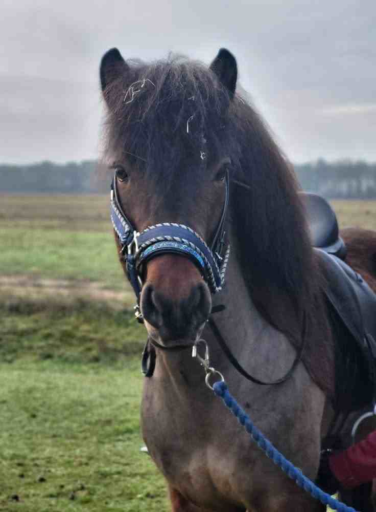Skáti frá Skoti, 13 year old Icelandic Stallion