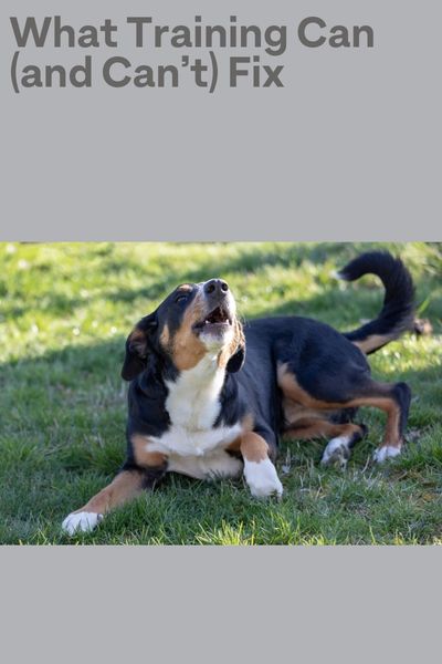 What Dog Training Can Fix