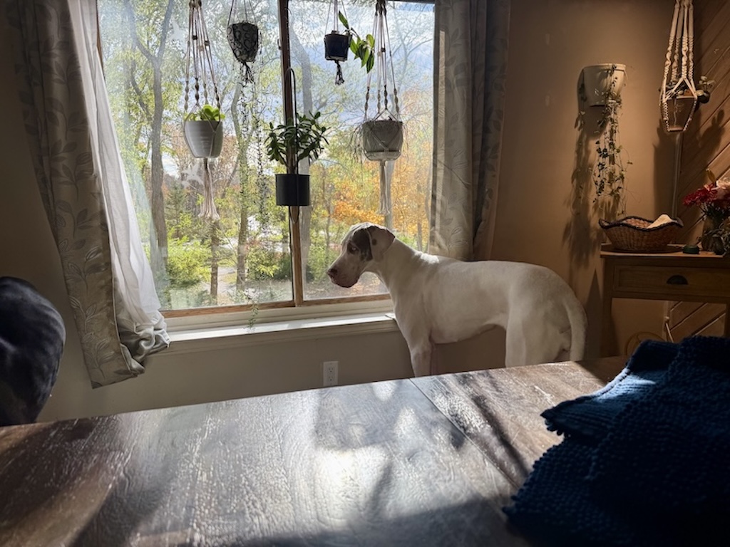 Great Dane watching the world from a window