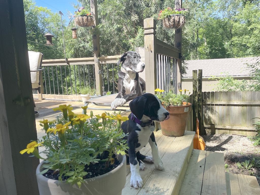 Two young Great Danes on a backyard deck with flower planters