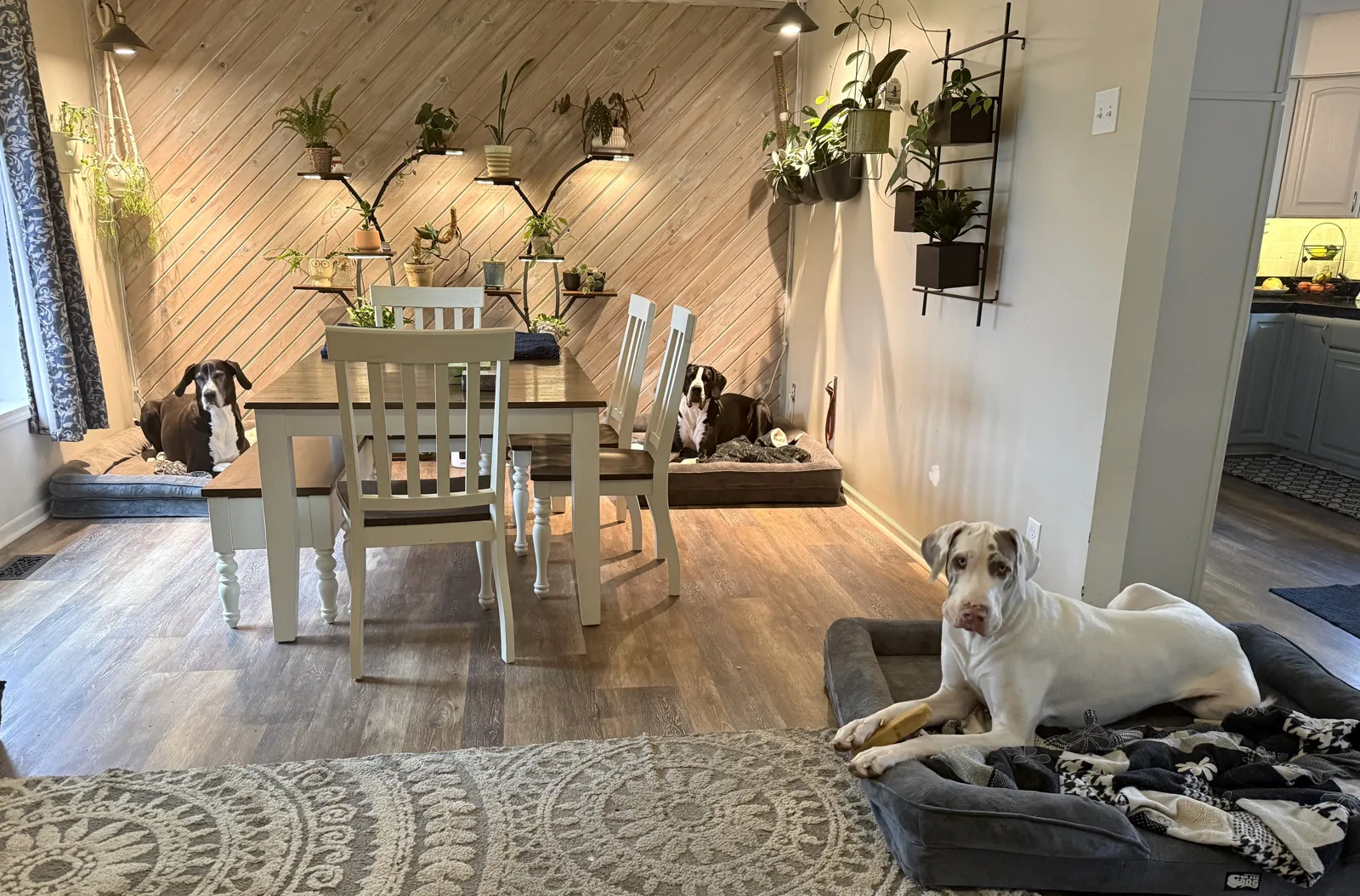 Three Great Danes resting on their own beds in a dining room with a lit plant wall