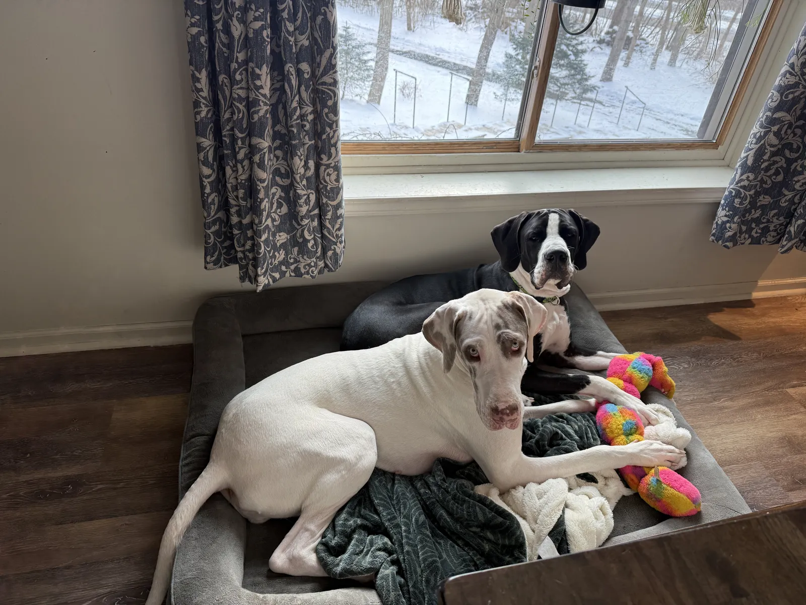 Two Great Danes resting together on a dog bed by a snowy window
