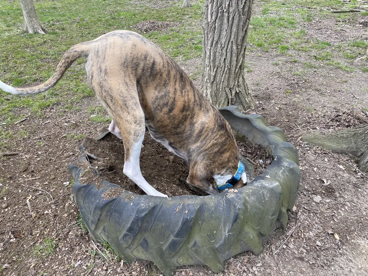 Brindle dog digging in a tire sandbox filled with soil
