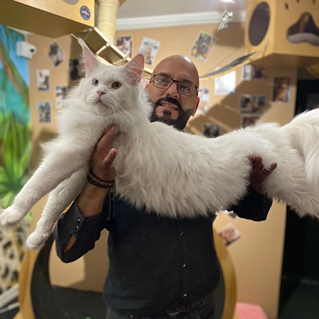 Look Salvaje Maine Coon