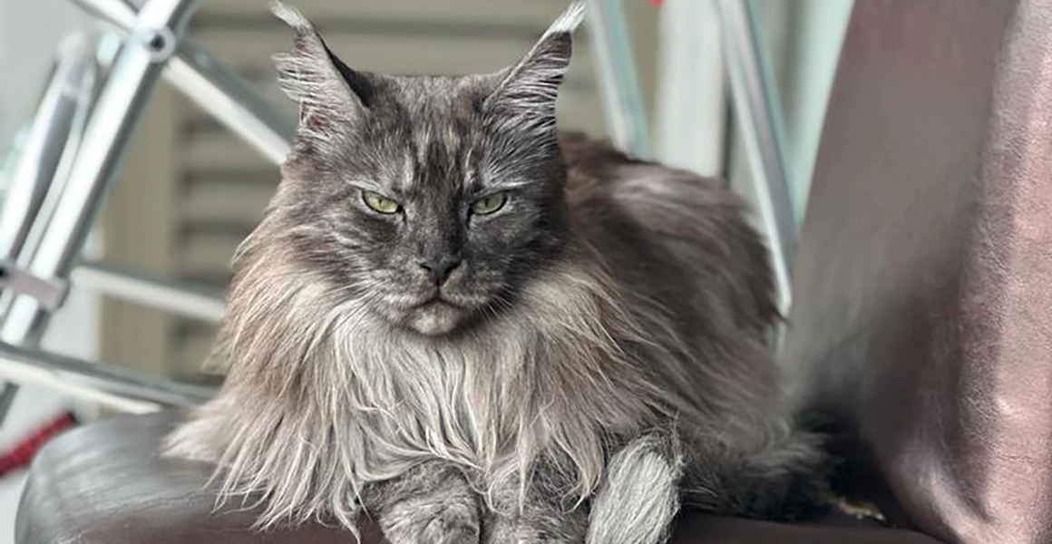 Nutrición y Salud para el Crecimiento del Maine Coon Europeo