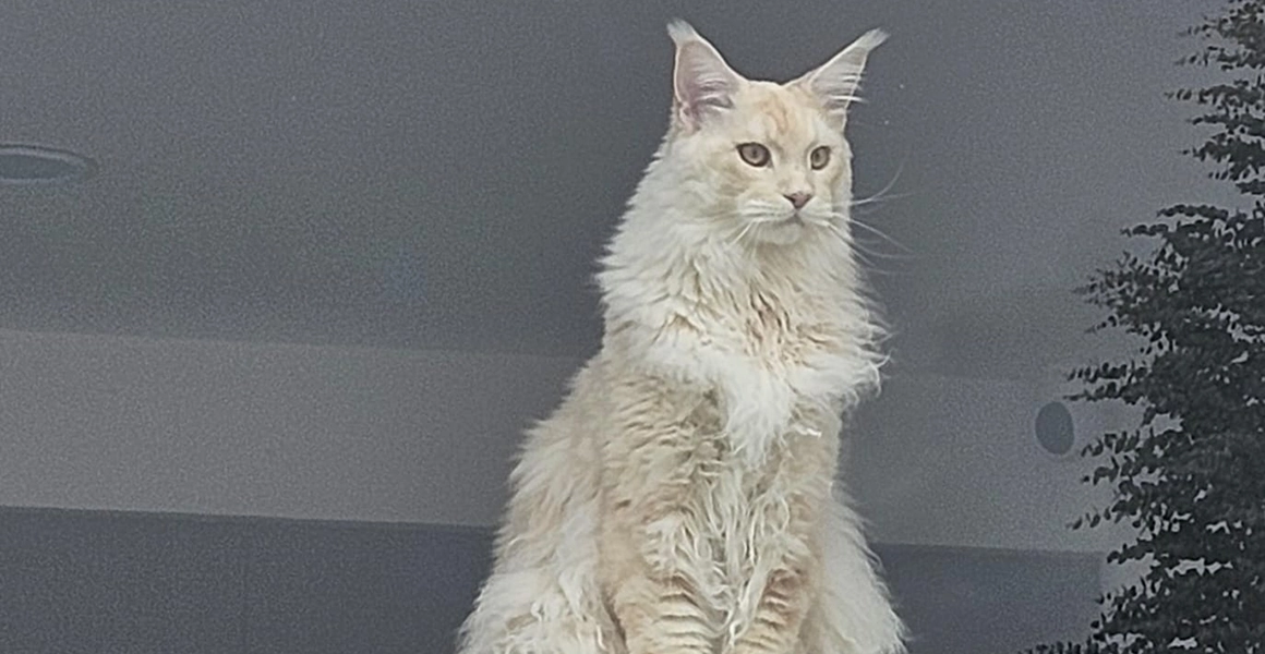 Ciencia y Genética: El Estándar de Salud