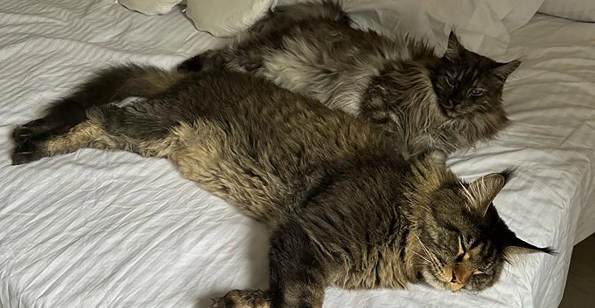 Guía Comparativa del Maine Coon: Macho frente a Hembra