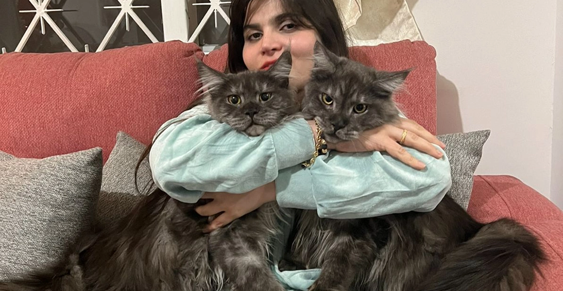 Guía Maestra: Cuidado y Genética del Maine Coon Silver