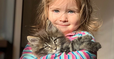 Maine Coon: El Estándar de Lujo del Fenotipo Europeo