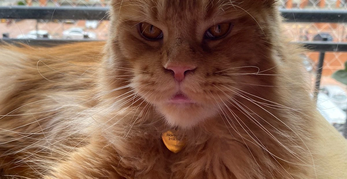 Maine Coon: El Gigante Gentil de Corazón Perruno