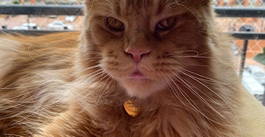 Maine Coon: El Gigante Gentil de Corazón Perruno