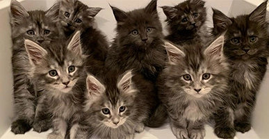 Maine Coon: Excelencia en Cría Ética y Salud Garantizada