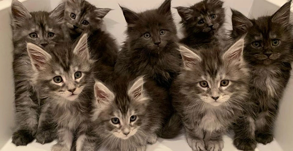 Maine Coon: Excelencia en Cría Ética y Salud Garantizada