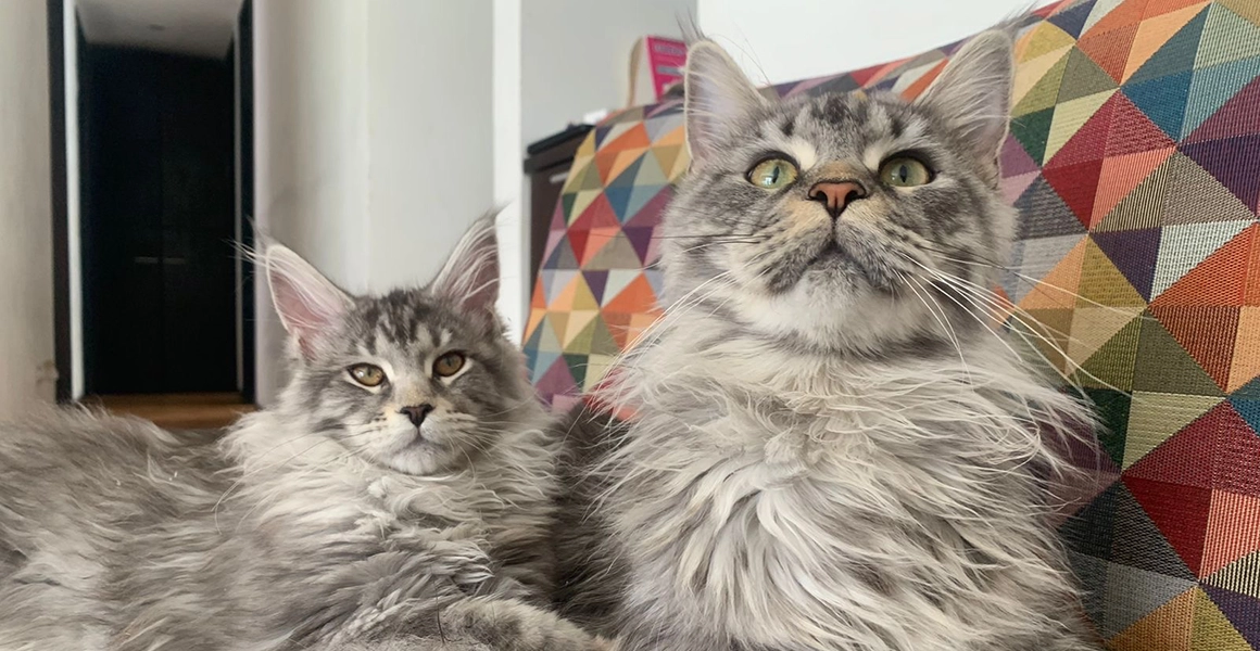 Manual de Hábitat y Cuidado para el Maine Coon Gigante