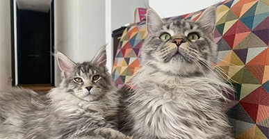 Manual de Hábitat y Cuidado para el Maine Coon Gigante