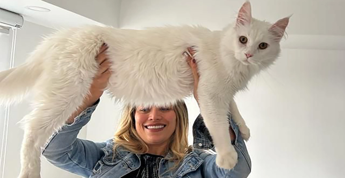 Socialización de Élite: El Carácter del Maine Coon SoonCoon