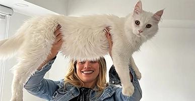 Socialización de Élite: El Carácter del Maine Coon de SoonCoon