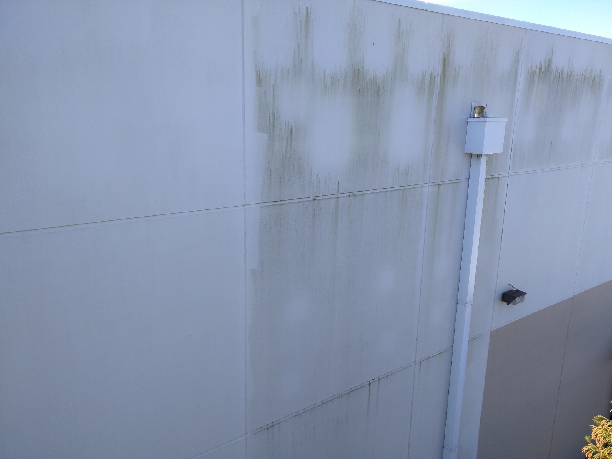 Painted tilt-up wall at Bosch Rexroth, washed section next to mildew streaks still to be cleaned