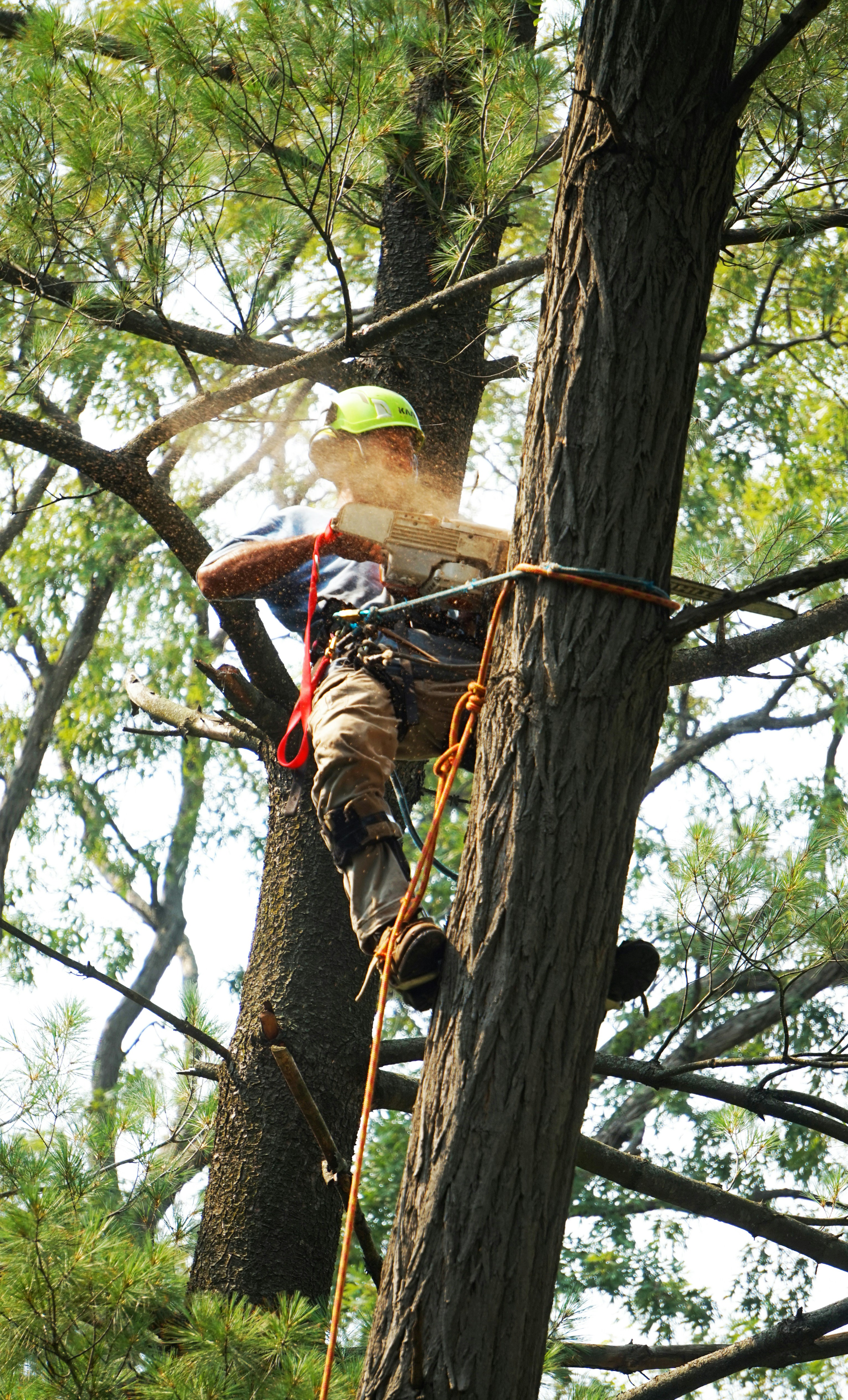 Tree service climber at work