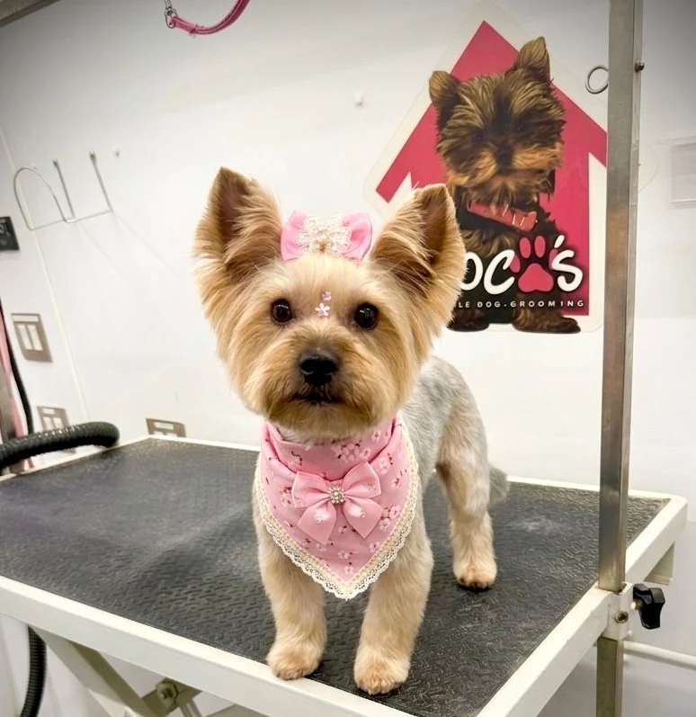 Coco's groomer working one-on-one with a dog in the mobile van