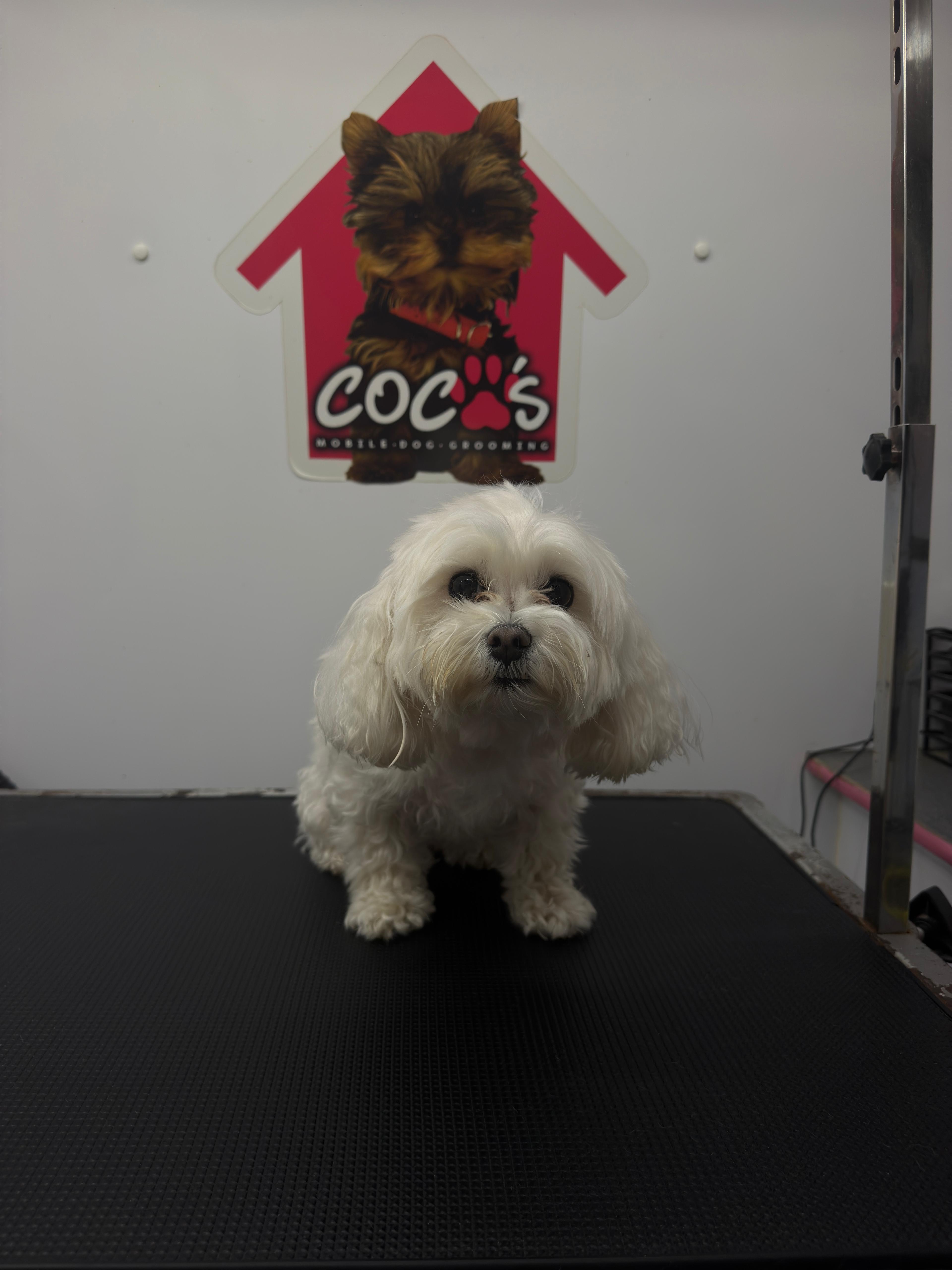 Dog before a full groom at Coco's