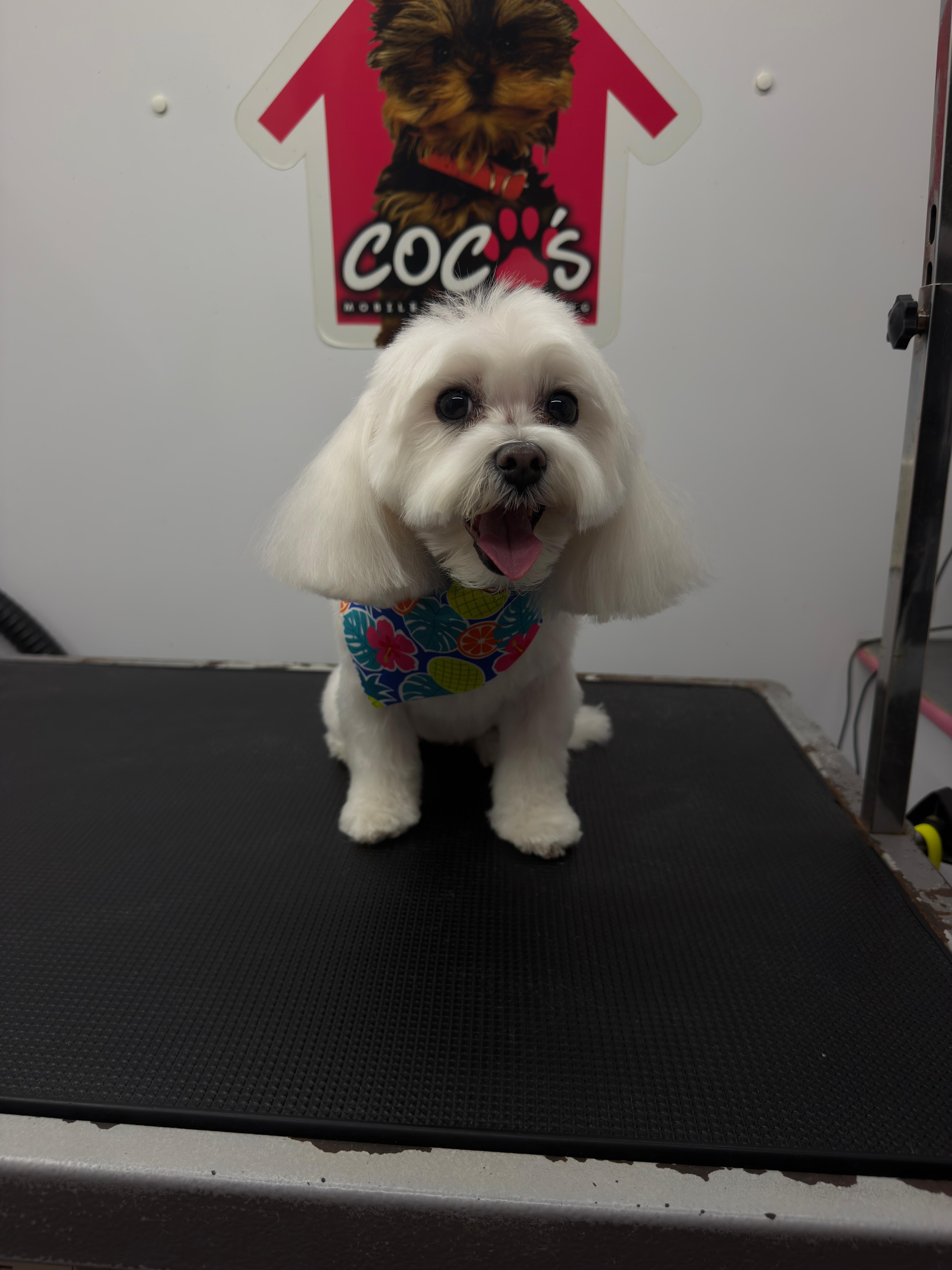 Dog after a full groom at Coco's