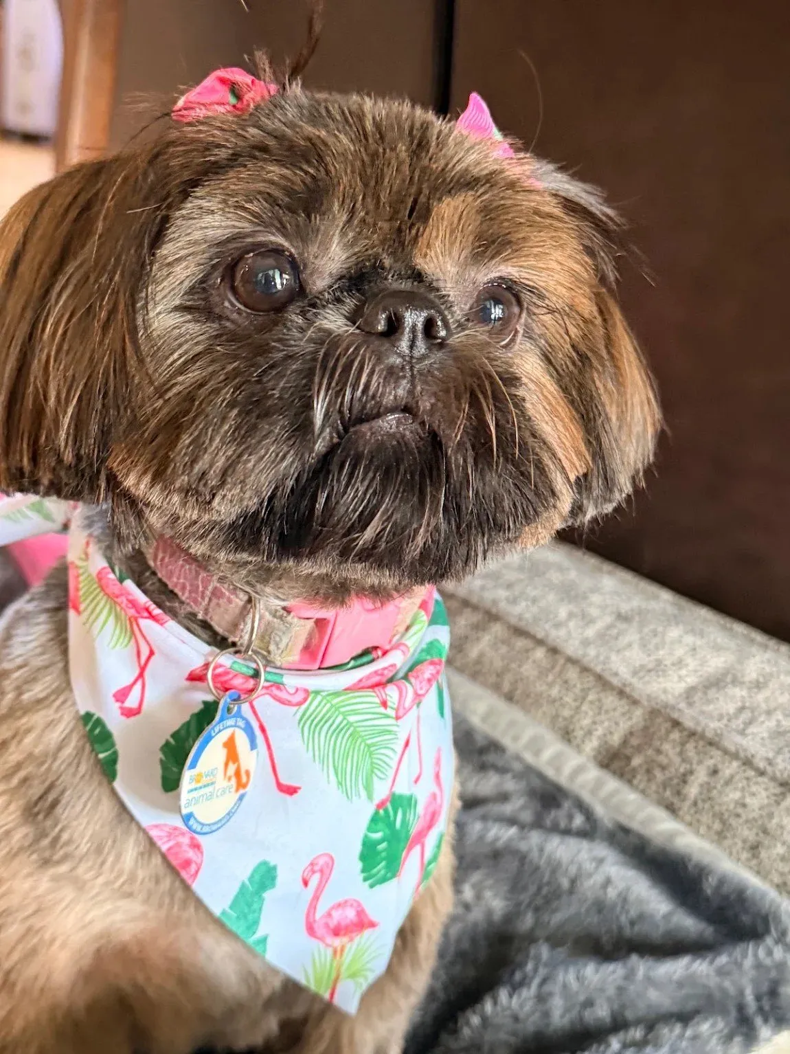 Happy dog after a Coco's mobile grooming appointment