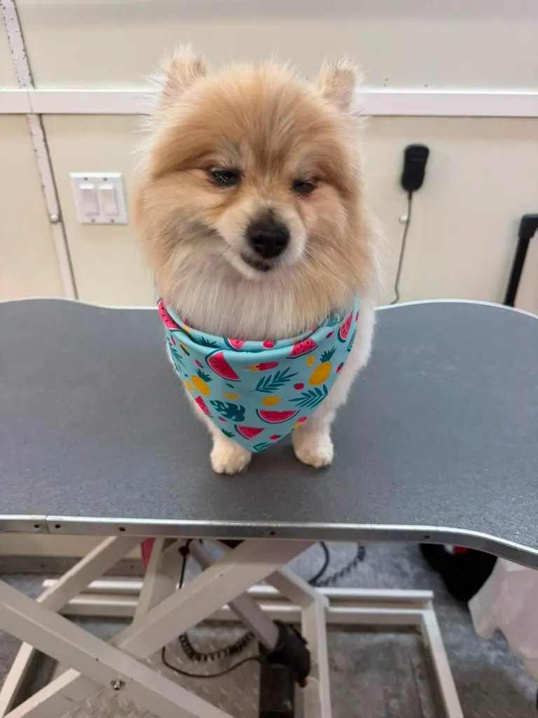 Pet after grooming at Coco's