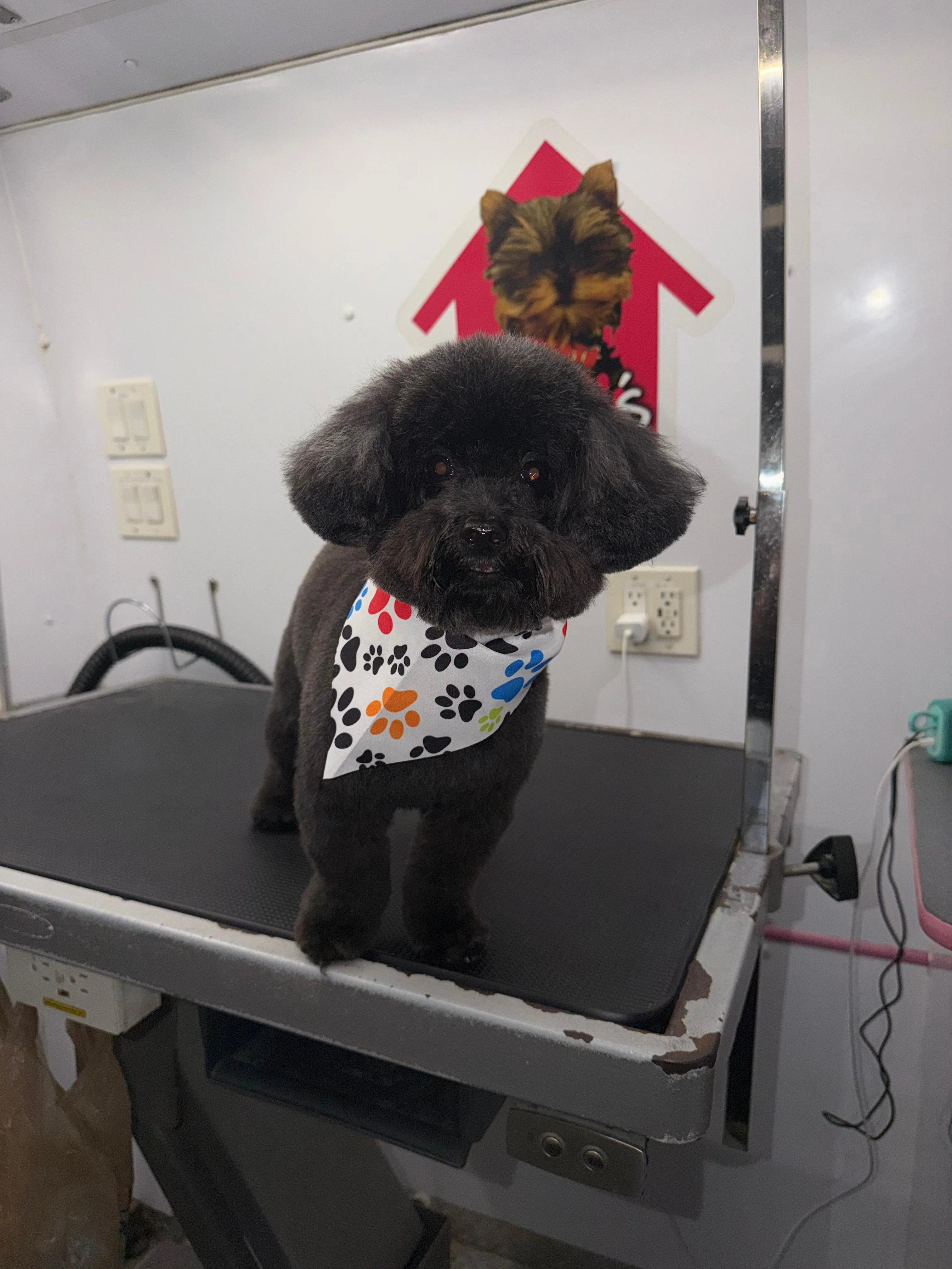 Pet after grooming at Coco's