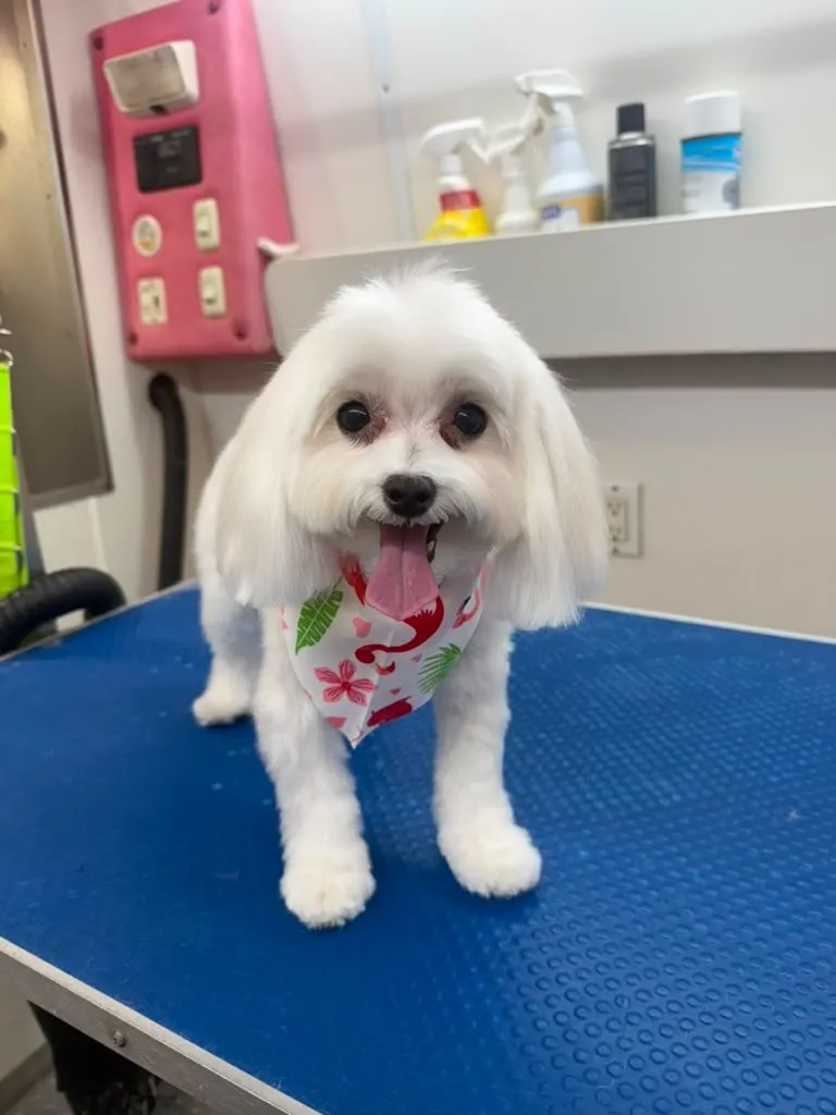 Pet after grooming at Coco's