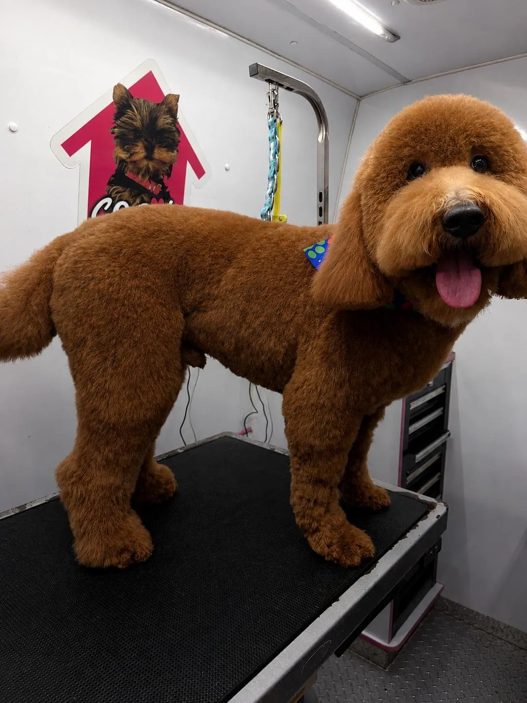 Dog after grooming